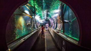 California Aquarium’s Bid to Lure Chinese Guests Makes a Splash
