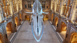 London’s Natural History Museum Debuts a Livestream Tour on Fliggy