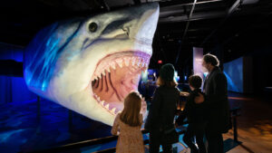 How The American Museum Of Natural History Made <em>Sharks</em> Interactive